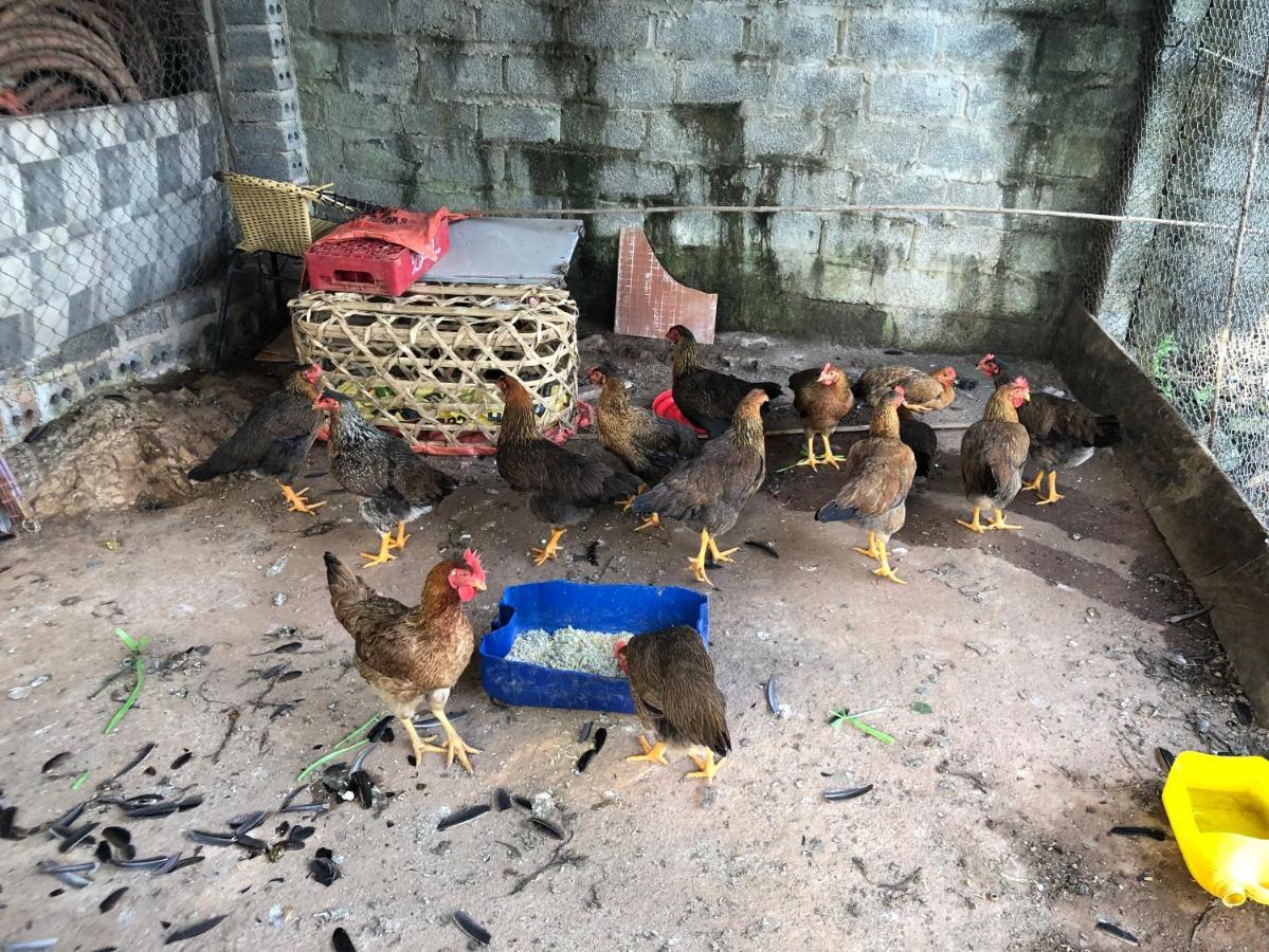 Son Thuy Homestay Ha Giang Exteriér fotografie